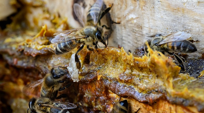 Propolis Koronavirüs’te Hem Korunmaya Hem de İyileşmeye Destek Oluyor